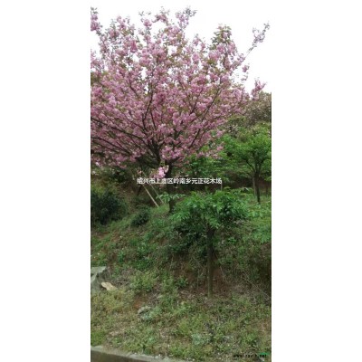 浙江紹興染井吉野早櫻價(jià)格優(yōu)惠產(chǎn)地直銷