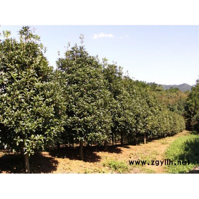 浙江櫻花批量供應