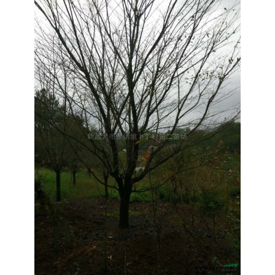 垂絲海棠批量供應/垂絲海棠低價供應