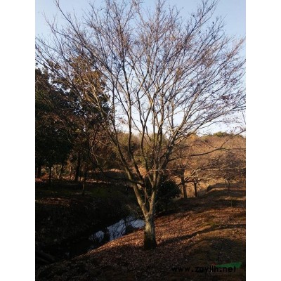 浙江垂絲海棠*新報價/垂絲海棠圖片