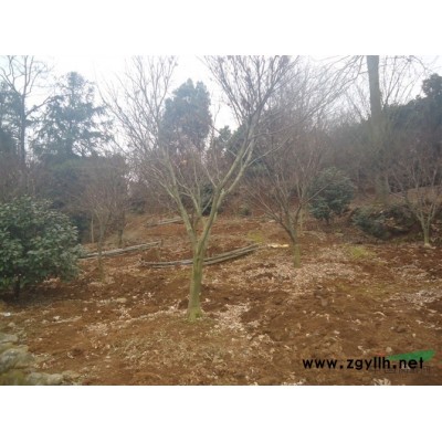 茶花*新價格/茶花報價