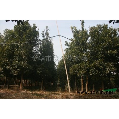 金華紅葉石楠價(jià)格3元一株