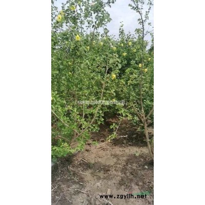 杭州叢生樸樹基地，量大從優