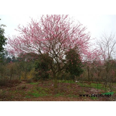 垂絲海棠圖片\垂絲海棠報價