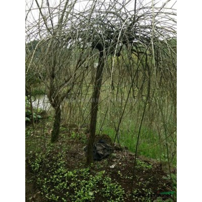 浙江茶花*新報價/茶花圖片