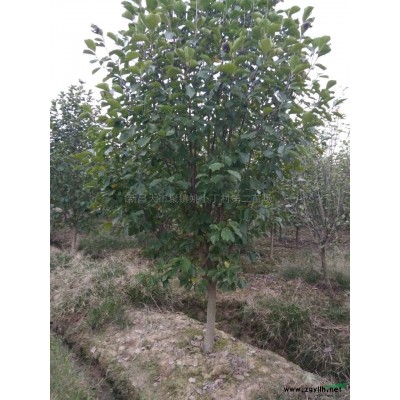 茶花供應/茶花圖片