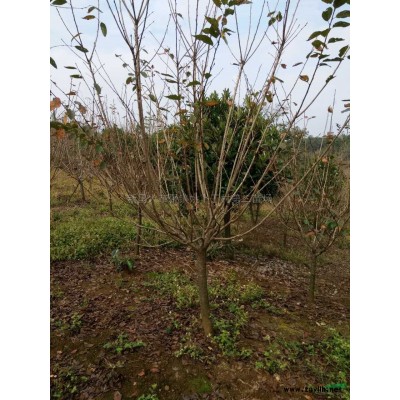 紅楓圖片\紅楓報價