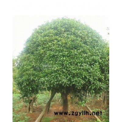 早櫻圖片/早櫻報(bào)價(jià)