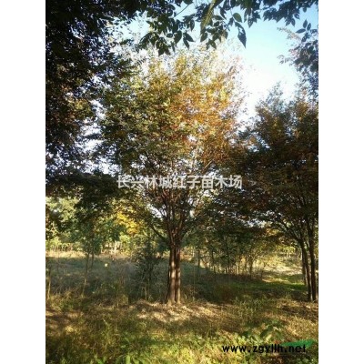 石楠圖片\石楠報價