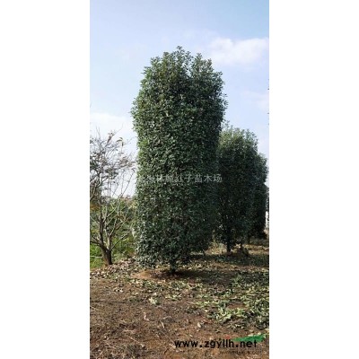 紅梅圖片\紅梅報價