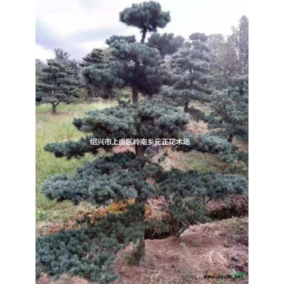 2021年浙江紹興五針?biāo)尚聢?bào)價(jià)