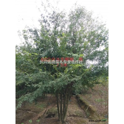 浙江長興10-30公分單桿烏桕圖片/浙江長興10-30公分單桿烏桕報(bào)價(jià)