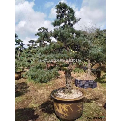 浙江紹興雞爪槭介紹/特征/用途