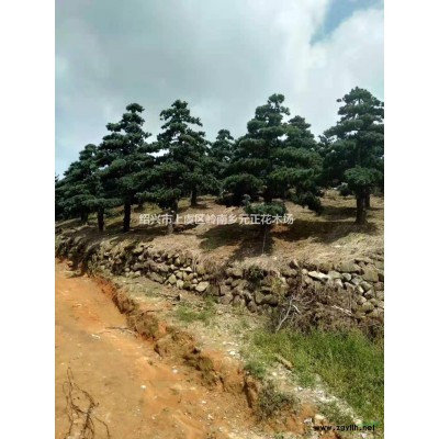 浙江紹興雞爪槭哪里好/哪家便宜