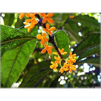 羽毛楓圖片\羽毛楓報價