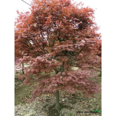 3-20公分櫻花供應/3-20公分櫻花圖片