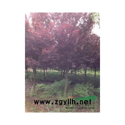 浙江垂枝梅介紹