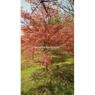 2018年浙江小紅楓新報(bào)價(jià)