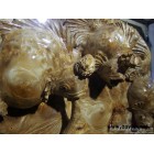 供應(yīng)木雕木雕木雕工藝品