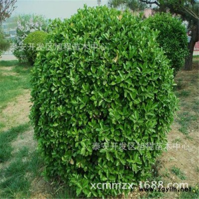 種植基地現(xiàn)貨規(guī)格冬青苗 綠籬花壇樹(shù)苗冬青樹(shù)苗 城市建設(shè)