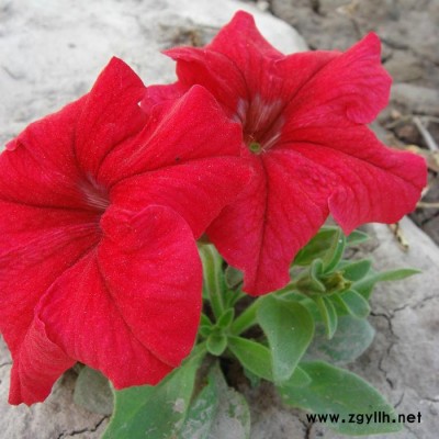 藍翔園藝 Pet06   供應花壇種子鮮紅**矮牽牛F1.種子、種苗、花卉