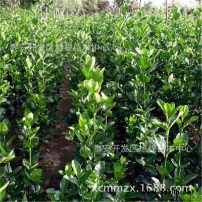 基地現(xiàn)挖現(xiàn)售出售1米1.2米1.5米1.8米北海道黃楊 花壇綠化樹(shù)價(jià)格