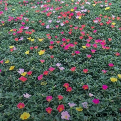 東輝花卉  太陽花  多色 觀賞花  花卉苗木  花壇用花  苗圃直發(fā) 歡迎詢價