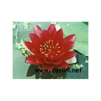 紅發水景 睡蓮 睡蓮苗  睡蓮苗 睡蓮種苗 凈水景觀施工種植 荷花 浮島