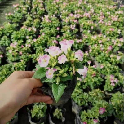 東輝花卉銷售  夏堇  多色  苗木花卉  花壇用花  苗圃直發(fā)  歡迎詢價