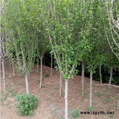 優(yōu)惠大量木槿苗 觀(guān)賞價(jià)值高木槿苗 花壇景觀(guān)木槿苗 價(jià)格合理