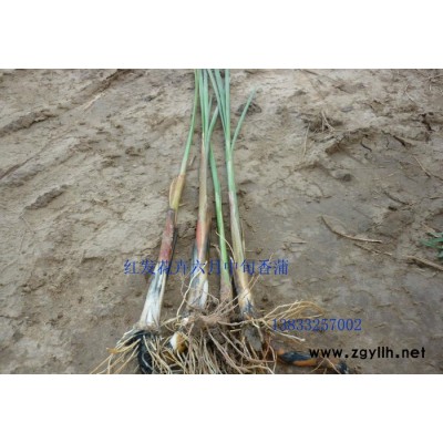 承接水生植物施工種植 紅發水景水生植物育植中心