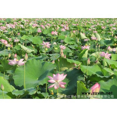 紅發水景荷花育植、荷花苗栽培、鮮花種苗、專業荷花種植苗木花卉