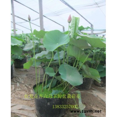 盆栽荷花 紅發水景 荷花苗  荷花種植 蘆葦種植 荷花藕苗 睡蓮苗