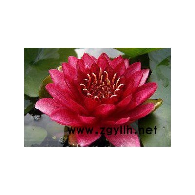 紅發水景睡蓮育植中心、盆栽睡蓮、地栽睡蓮