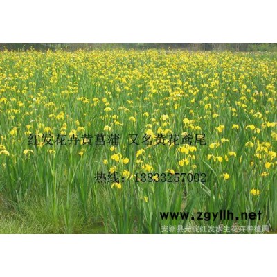 紅發水景黃菖蒲 黃花鳶尾 水生植物  睡蓮苗、蘆葦苗、荷花苗