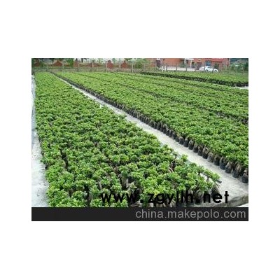 批發(fā)供應(yīng)榕樹盆景 各種規(guī)格人參榕盆景