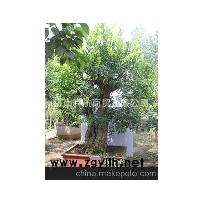 冠世榴園石榴盆景 石榴園林樹 石榴樹 盆景批發