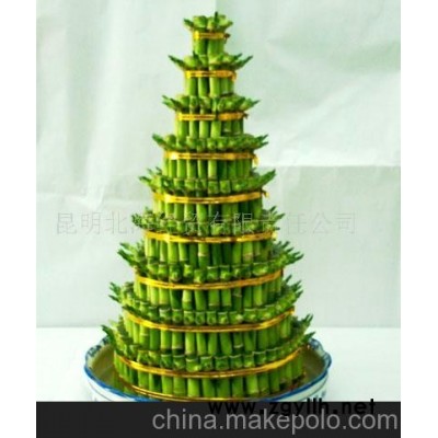 批發供應鮮花、盆栽花卉開運竹、花草盆景