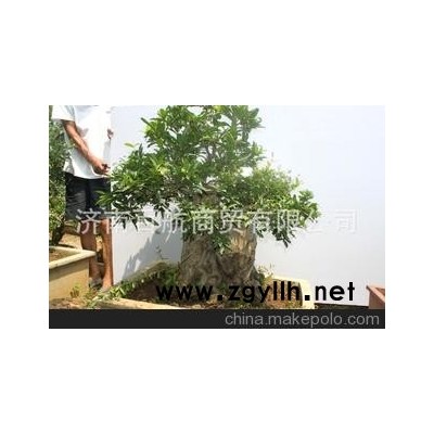 冠世榴園石榴盆景 石榴園林樹 石榴樹 盆景批發魯新派盆景