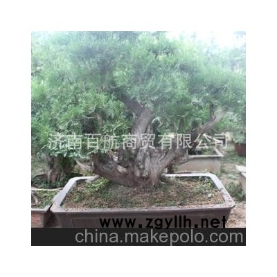 冠世榴園石榴盆景 石榴園林樹 石榴樹 盆景批發博覽會得獎