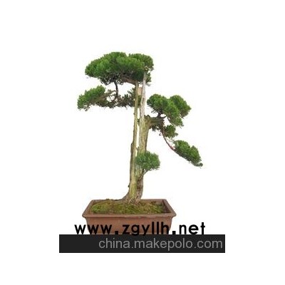 北京華殷苑盆景園銷售盆景租擺盆景賣盆景龍柏藝術樹樁盆景