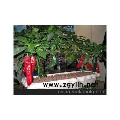 QQ農(nóng)場 快樂農(nóng)場 開心農(nóng)場現(xiàn)實版 家庭農(nóng)場小菜園 蔬菜盆景