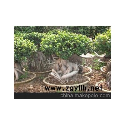 低價批發產地直銷的7.5-10kg的人參榕