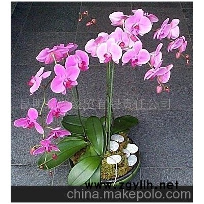 批發供應鮮花、盆栽花卉蝴蝶蘭、花草盆景