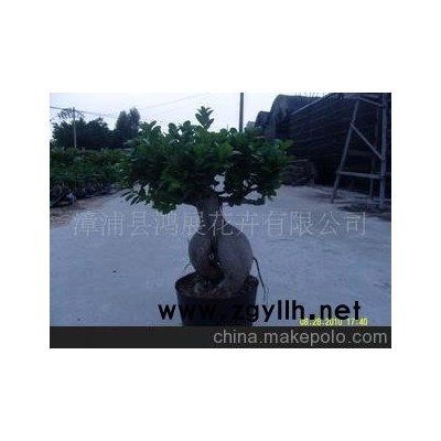 低價批發產地的1.5kg人參榕