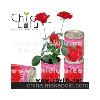 鐵罐花--玫瑰，迷你種植，提供OEM訂做