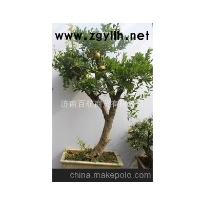 冠世榴園石榴盆景 石榴園林樹 石榴樹 盆景批發家居綠化