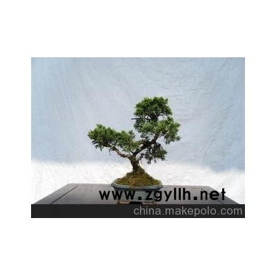 北京華殷苑盆景園12月銷售小型羅漢松、真柏、冬青小型辦公盆景