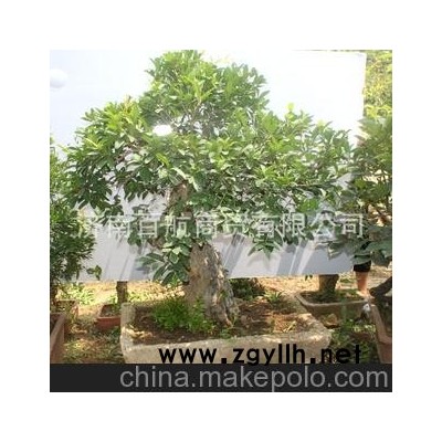 冠世榴園石榴盆景 石榴園林樹 石榴樹 盆景批發開花石榴盆景