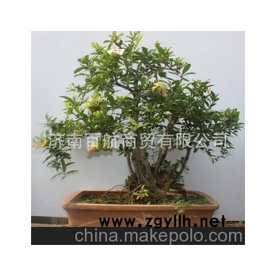 冠世榴園石榴盆景 石榴園林樹 石榴樹 盆景批發 行業